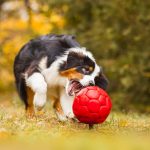 Australien Shephard tobt mit einem Ball