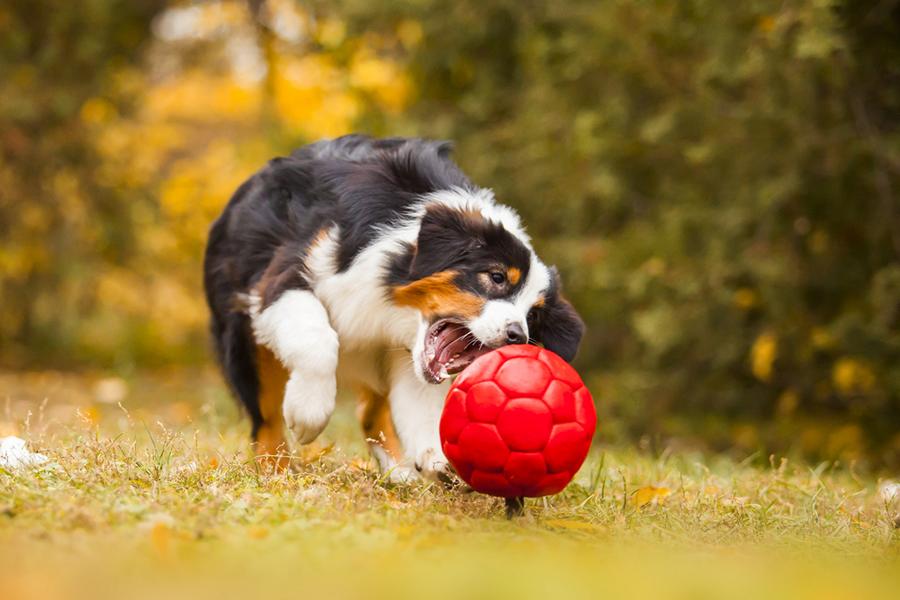 Australien Shephard tobt mit einem Ball