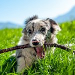 Border Collie Welpe mit Ast im Maul auf einer Wiese