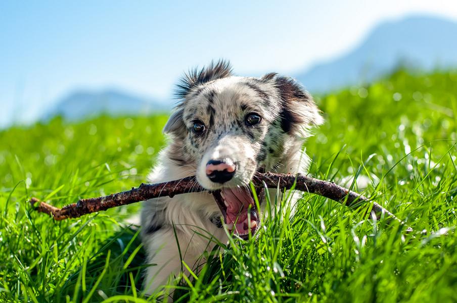 Border Collie Welpe mit Ast im Maul auf einer Wiese