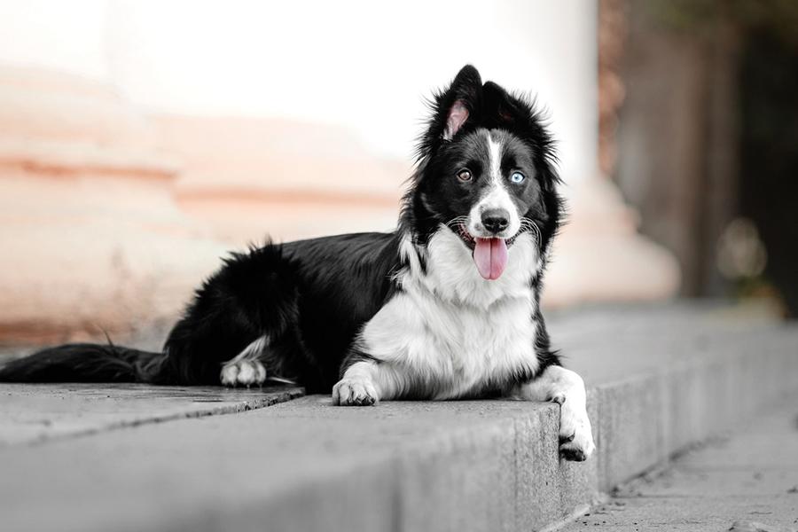 Border Collie mit lustigen Ohren