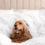 Cocker Spaniel in einem Bett