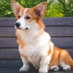 Corgi Pembroke auf einer Bank im Freien