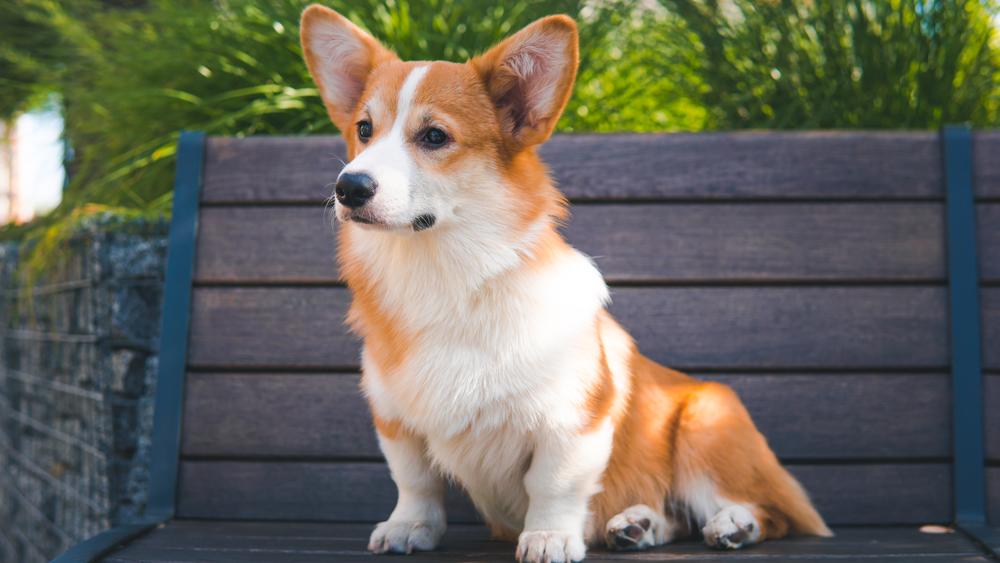 Corgi Pembroke auf einer Bank im Freien