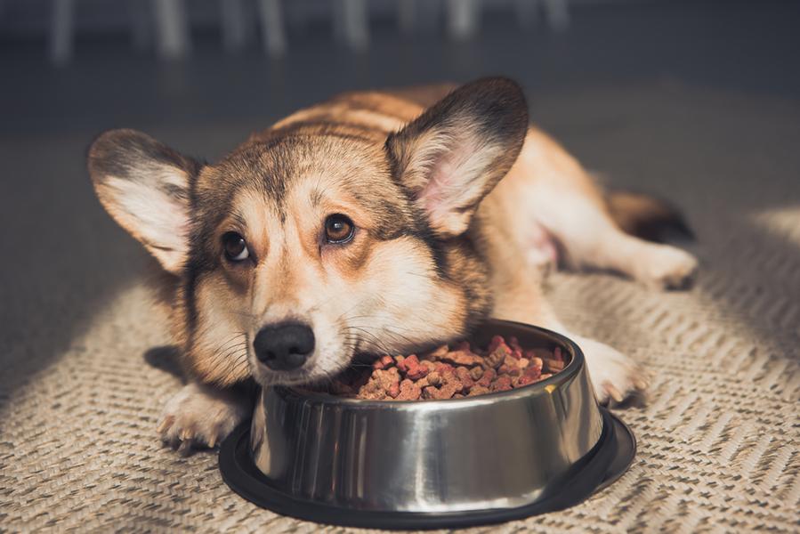 Corgi mag sein Hundefutter nicht