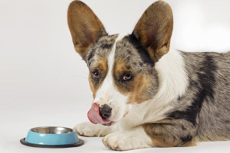 Corgi mit großen Ohren