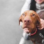 Frau hält Hund am Halsband