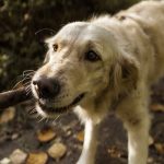 Golden Retriever mit Stock in der Schnauze