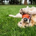 Golden Retriever tobt mit einem Ball