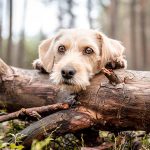 Hund guckt über einen Baumstamm hinweg