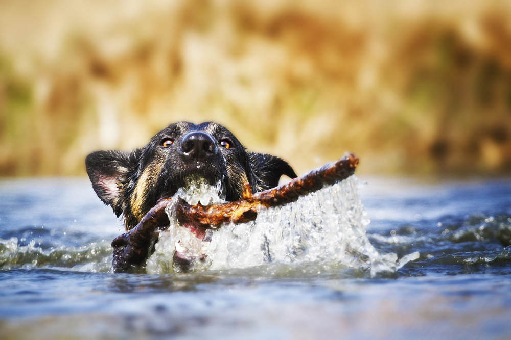 Schäferhund schwimmt mit Stock im Maul