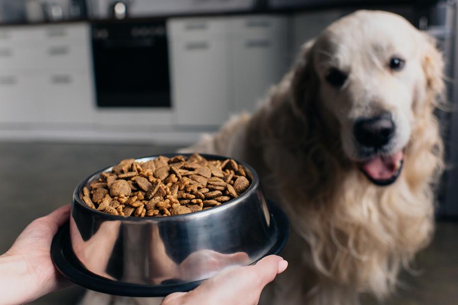 Hund wird gefüttert