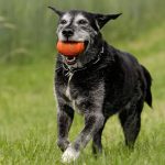 Jagdhund mit Spielzeug