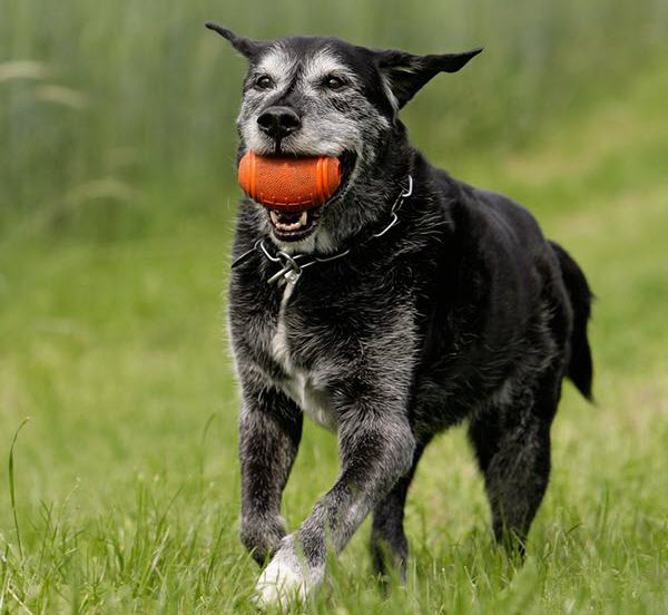 Jagdhund mit Spielzeug