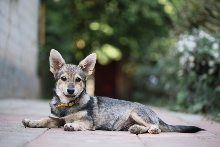 grauer Mischlingshund im Freien