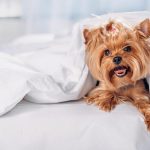 kleiner Yorkshire Terrier im Bett