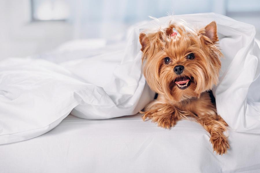 kleiner Yorkshire Terrier im Bett